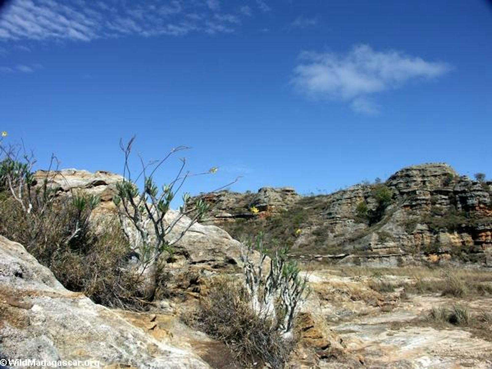 Madagascar Succulent Woodlands One Earth